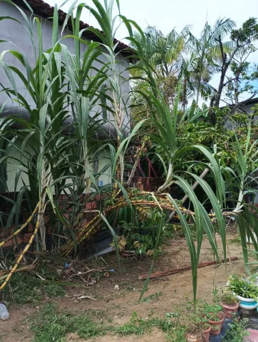 Cana de Açúcar para plantio