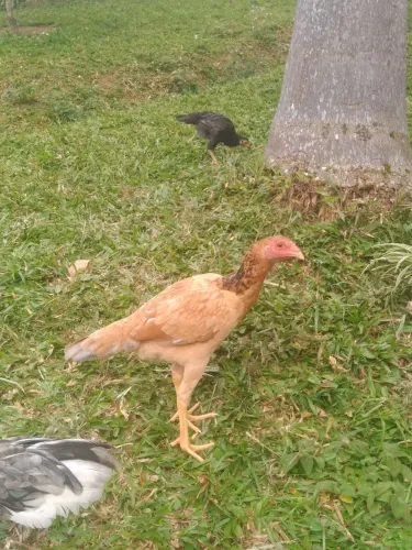 Franga com 06 meses(Inglês) 