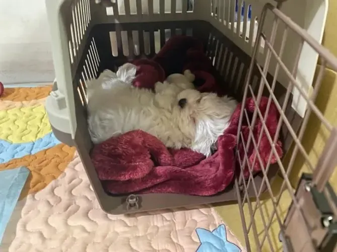 Filhotes de Maltes | Pequenos anjinhos de patas