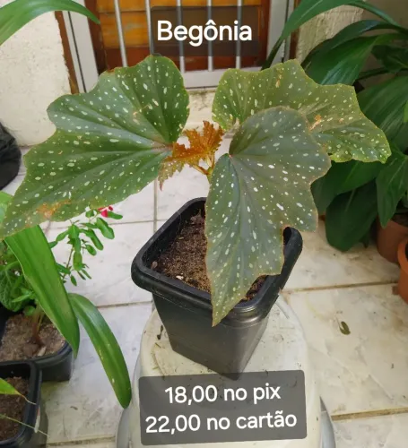 Plantas ornamentais em vasos preço baixo (ler descrição)