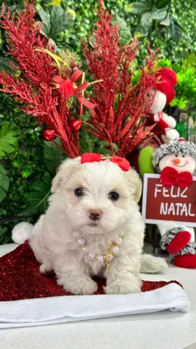 Filhote de Maltês para companhia