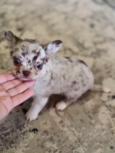 Chihuahua choco merle pelo longo