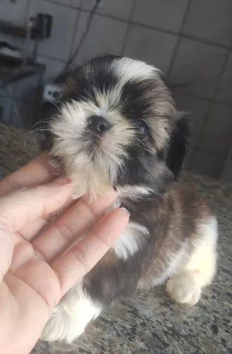 Lindo Shitzu macho disponível ?