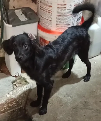 Cachorro para adoção