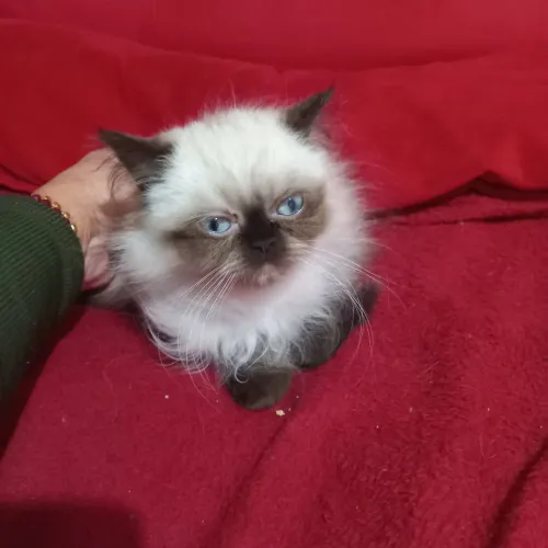 Filhote de gato persa fêmea