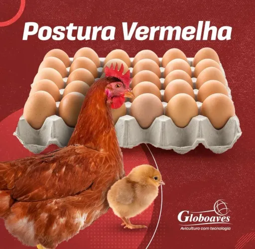 Pintinho poedeira 