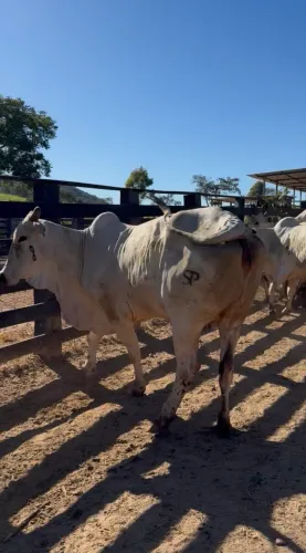 Vacas Nelore 