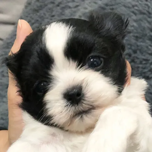 Shih Tzu Uma opção que se destaca entre os filhotes