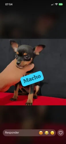 Pinscher que escala o chiqueiro
