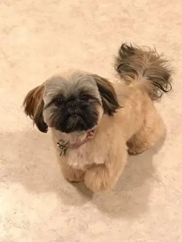 Doação shih tzu femea