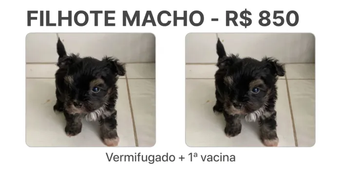 Cachorro