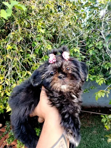 Vendo filhote de shihtzu fêmea Com três doses de vacina importada