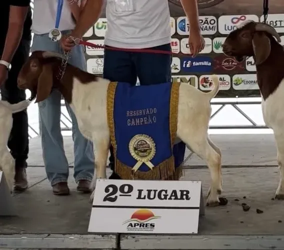 Cabrito Boer - bode 