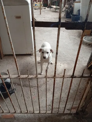 Animalzinho