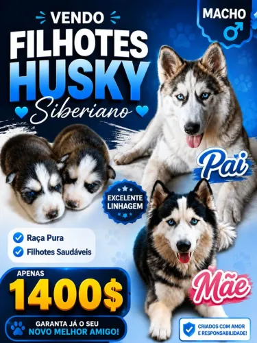 Husky Siberiano 