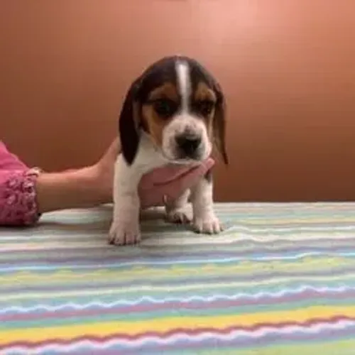 Beagle,Beagle Filhote Estrutura Perfeita Disponível