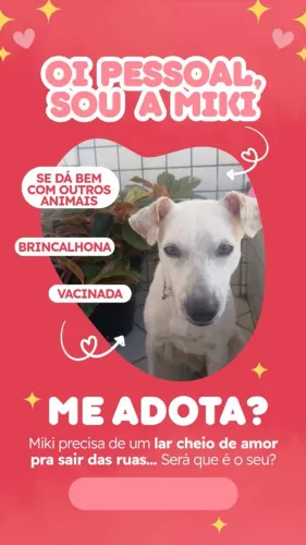 Cadelinha Miki para Adoção Responsável
