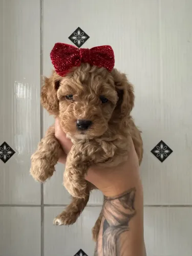 Poodle Toy Filhotes Cores Fulvo entrega hoje 