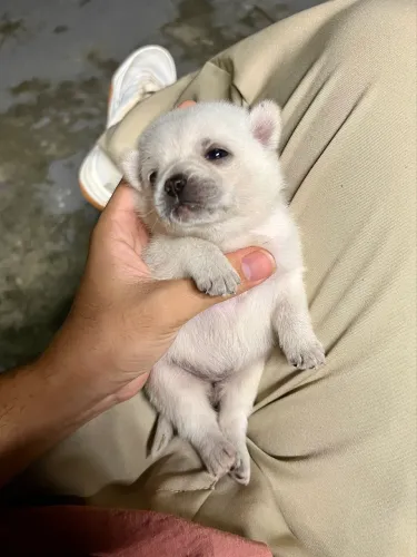 Buldogue frances com LuLu da pomerania femea