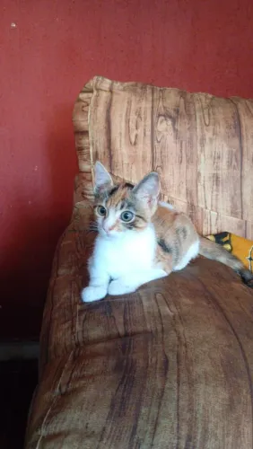 Adoção de gatinhas