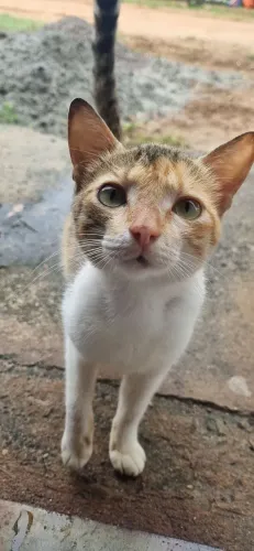Gatinha