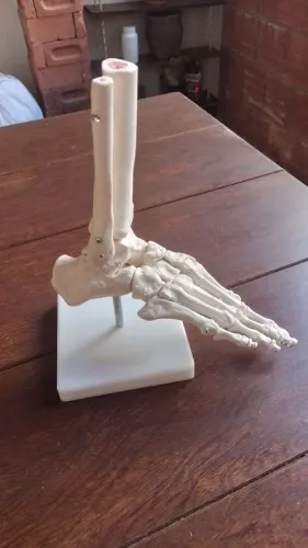 Modelo Anatômico do Pé