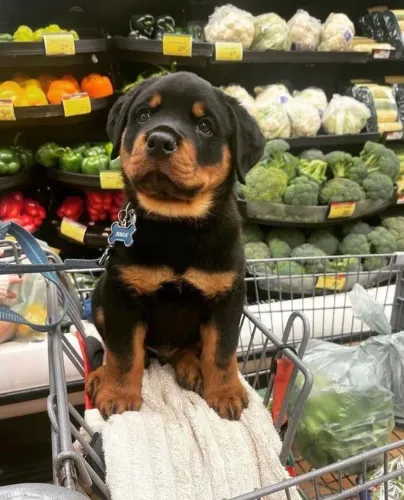 Rottweiler Um amigo que entende o espaço