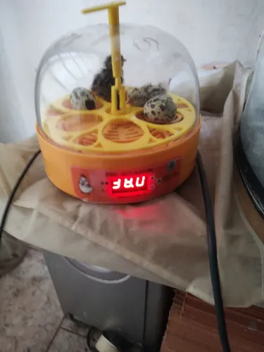 Vende uma chocadeira 6 ovos