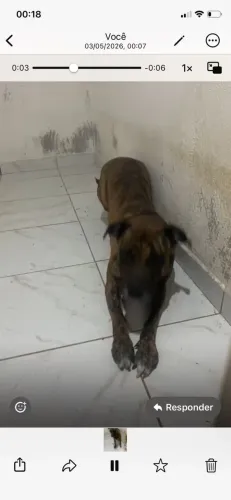 Cachorro raciado com Pit Bull para doação