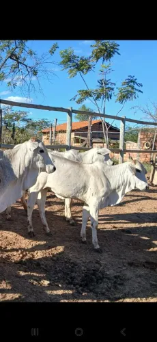 Bezerras top de linha