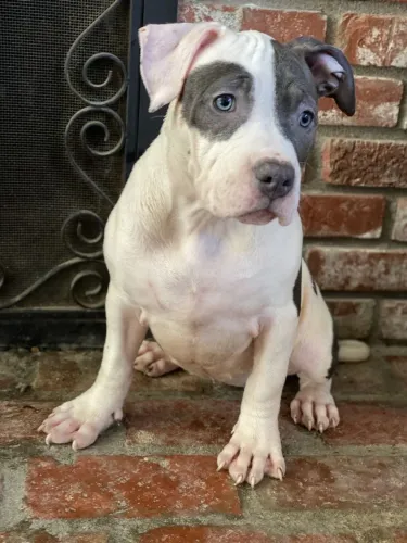 Pitbull - Um Pet Que Se Destaca Naturalmente 
