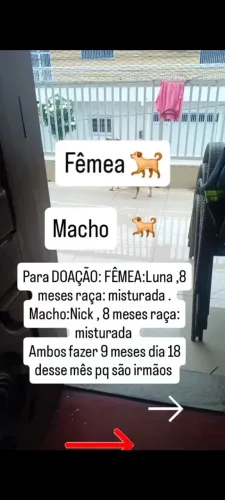 Doação de pet cachorros