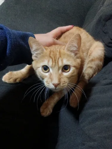 Gato laranja