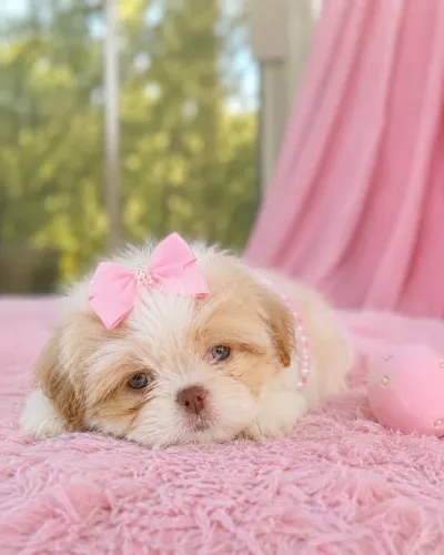 Filhote de Shih tzu femea baby face 