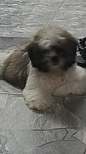 Vendo um cachorro 1.200 reais celular *