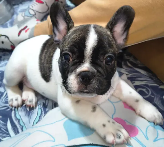 Bulldogue francês macho 2 meses.