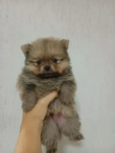 Filhote Macho de Spitz Alemão (Lulu da Pomerânia)