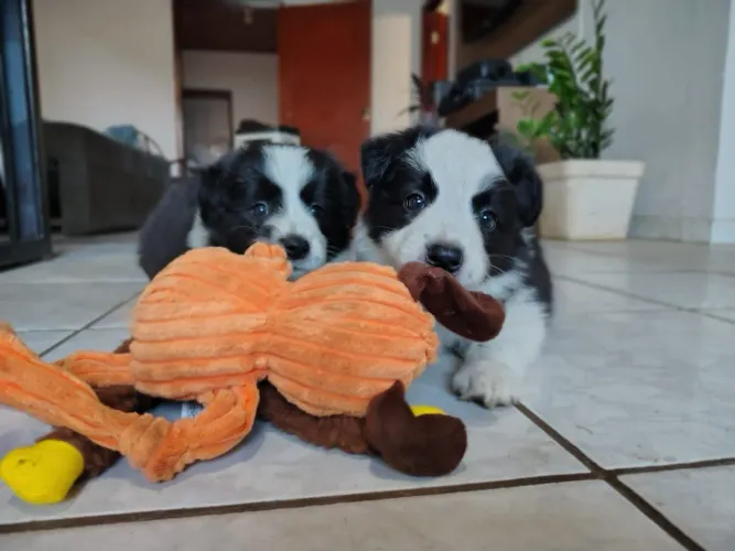 Filhotes de Border Collie com pedigree CBKC