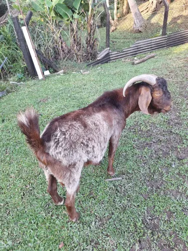 Cabrito Bohr calarari macho 