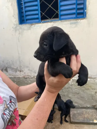 Doação de cachorros porte pequeno 