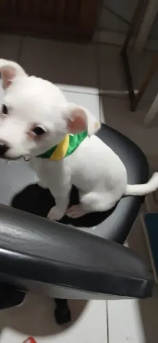 Doação Cachorro Porte Médio FÊMEA