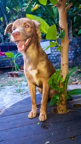 Doação dog macho