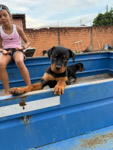 Vendo filhotes de Hotweiler