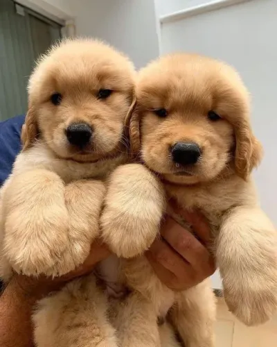 Golden Retriever "Meu coração sempre tem espaço."