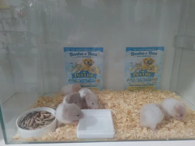 Hamster 