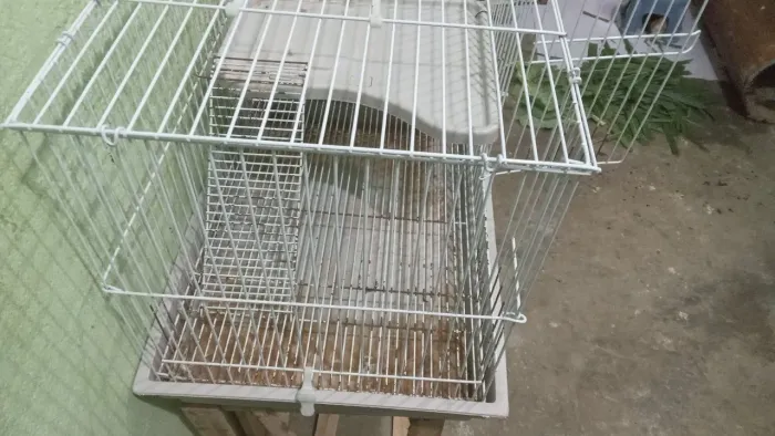 Vendo gaiola pra porquinho da Índia