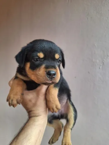 Filhotes de Rottweiler A venda (Somente Machos disponíveis)