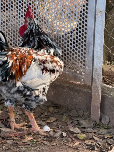 Temos galo ovos galados galinhas já botando
