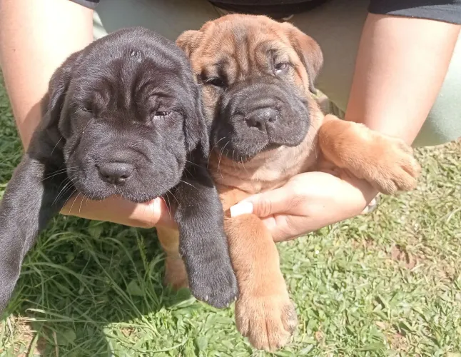 Cane corso