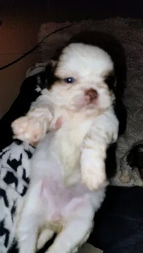 Filhote de cachorro shih tzu